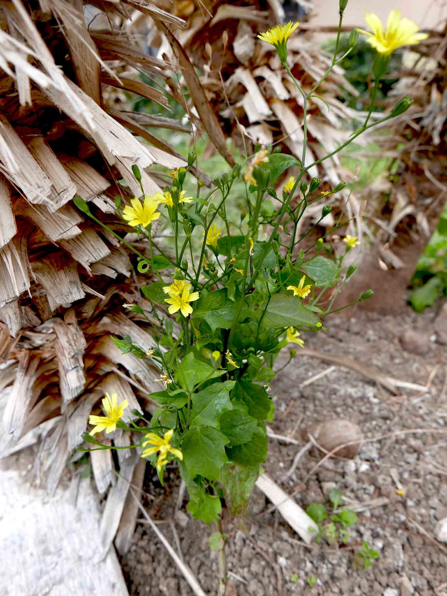 Lapsana communis / Lassana comune